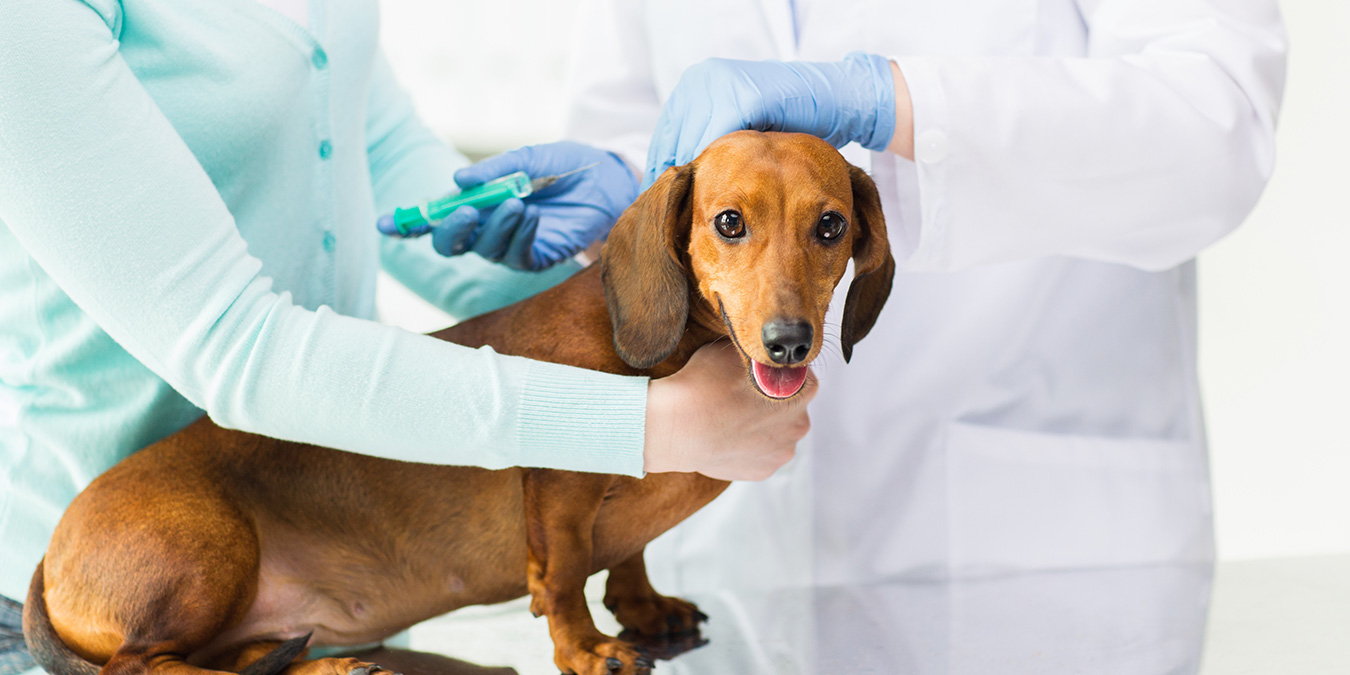 Le vaccinazioni per tutelare la salute dei cani