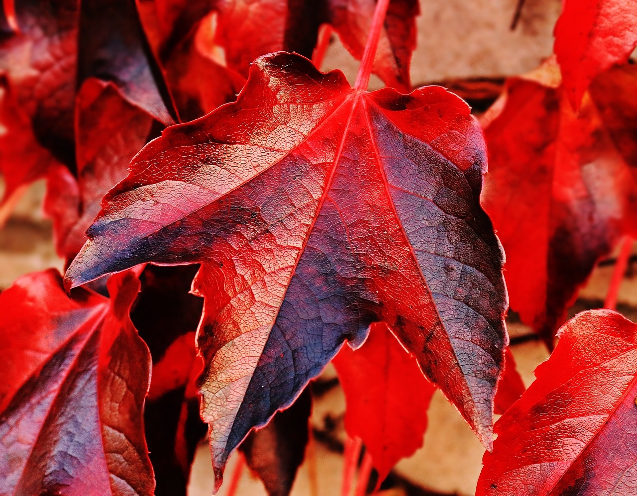 La vite rossa, rimedio naturale per le gambe gonfie