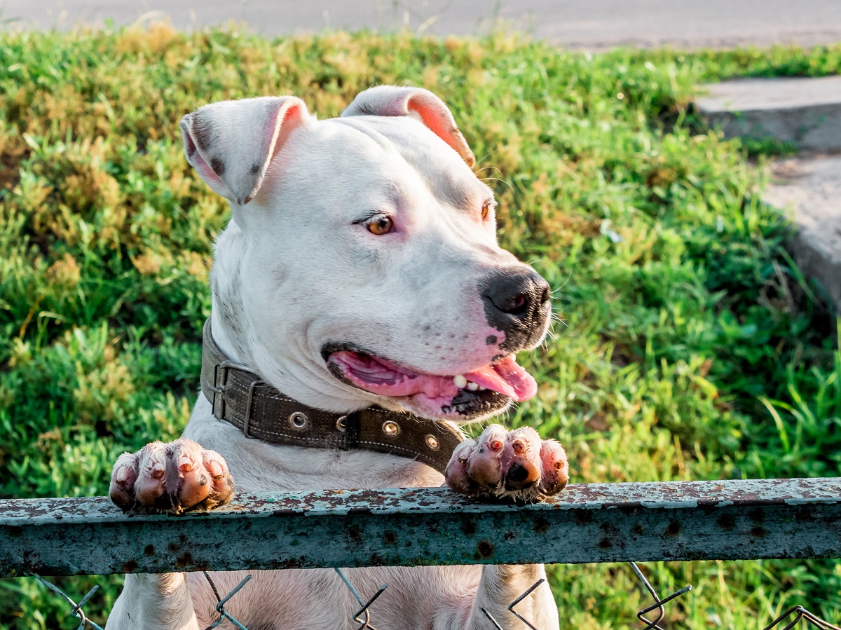 L’alitosi nel cane: le cause e le possibili soluzioni a questo disturbo