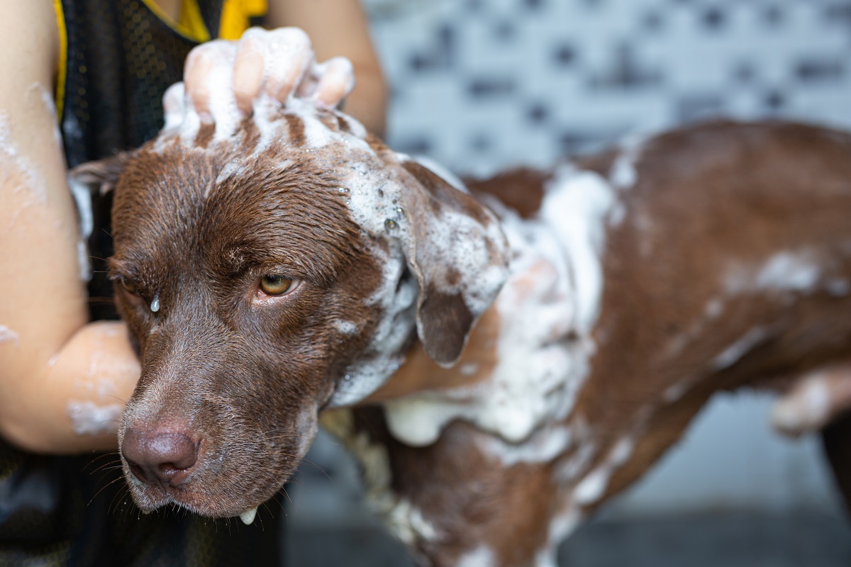 Lo shampoo secco per assicurare al cane pulizia e benessere