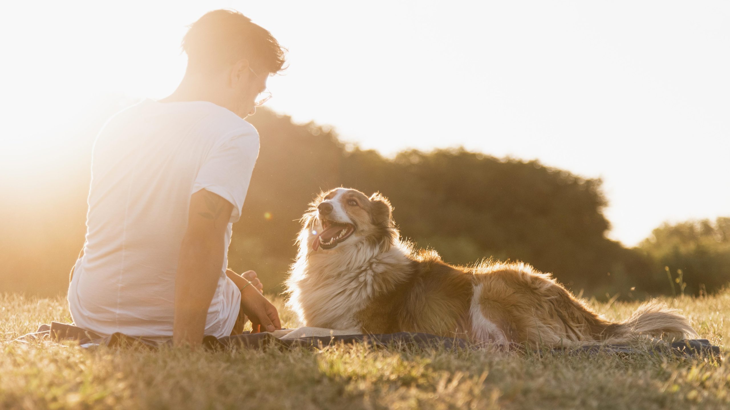 Filariosi: come proteggere gli animali domestici